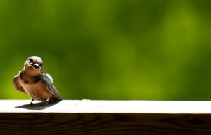 4827607499_2e2b17e695_b