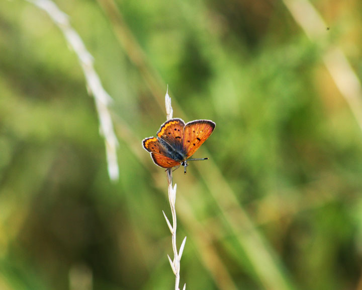 "Butterfly" by Kali Waters