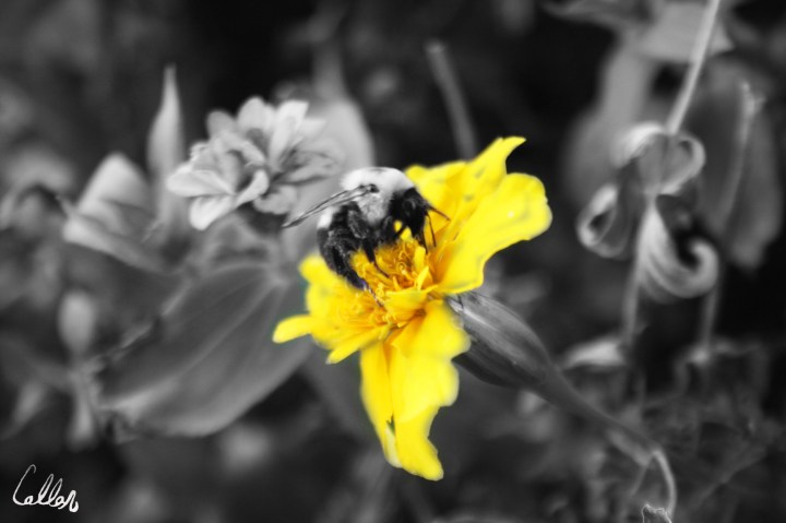 Callan Baxter Shadowed Light